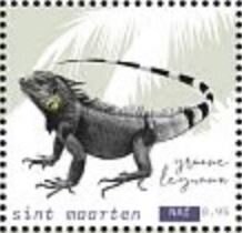 Green Iguana