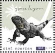 Green Iguana