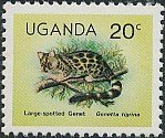Cape genet (Genetta tigrina)