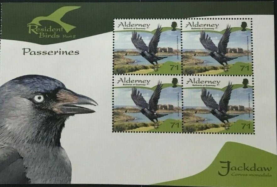 Jackdaw (Corvus monedula)