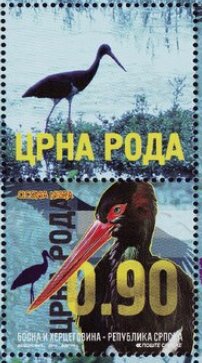 Black Stork (Ciconia nigra)