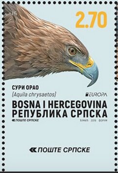 Golden Eagle