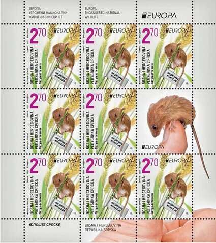 Harvest Mouse (Micromys minutus)