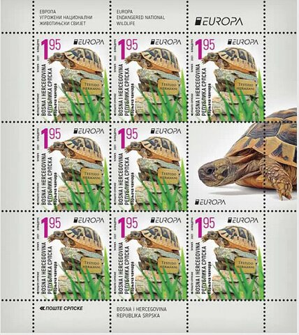 Hermann's Tortoise (Testudo hermanni)
