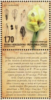 Iris reichenbachii Heuff