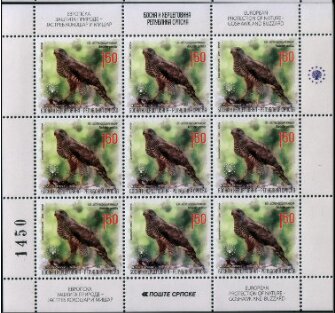 Northern Goshawk (Accipiter gentilis)