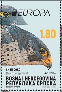 Peregrine Falcon