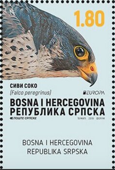 Peregrine Falcon