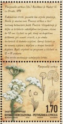 Pimpinella serbica