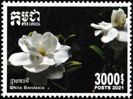 Gardenia Jasminoides