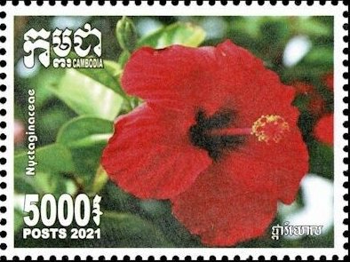 Nyctaginaceae