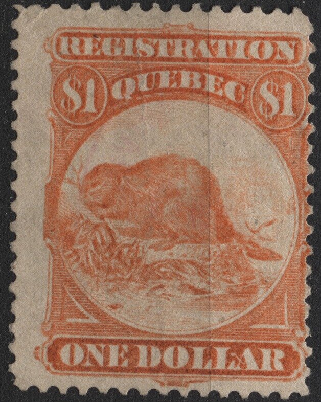 North American Beaver (Castor canadensis)