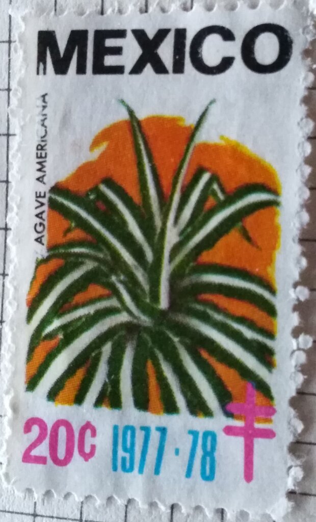 Agave americana