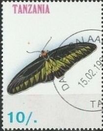 Rajah Brooke's Birdwing (Trogonoptera brookiana)