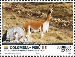 Vicuña (Lama vicugna)