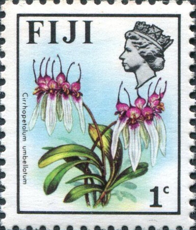 Cirrhopetalum umbellatum