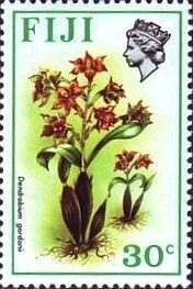 Dendrobium gordonii