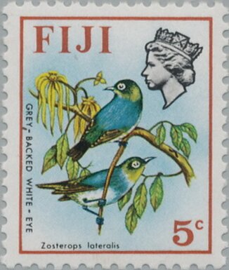 Grey-backed White-eye (Zosterops lateralis)
