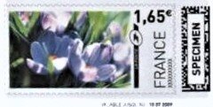 Crocuses