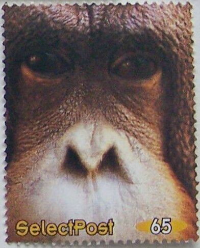 Orang getanf