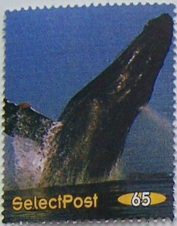Whales