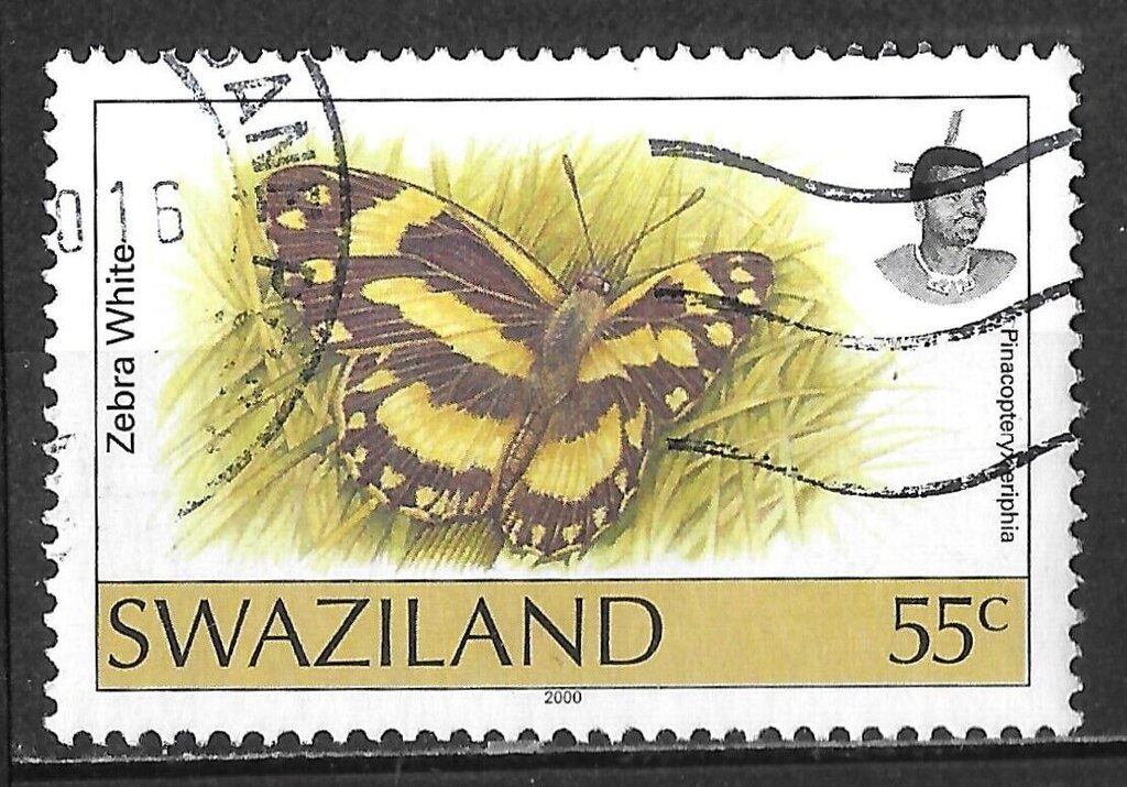 Zebra White (Pinacopteryx eriphia)