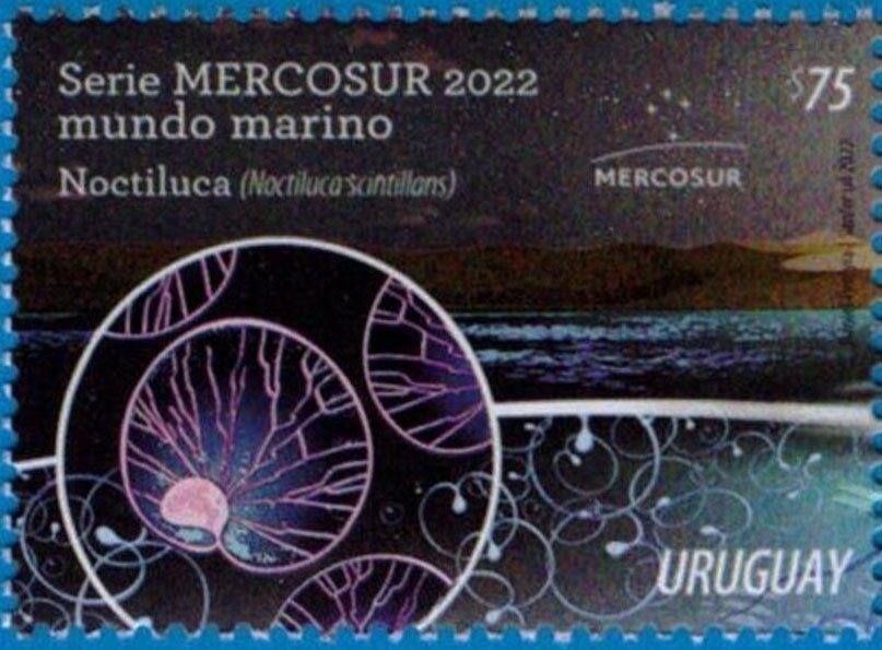 Noctiluca scintillans