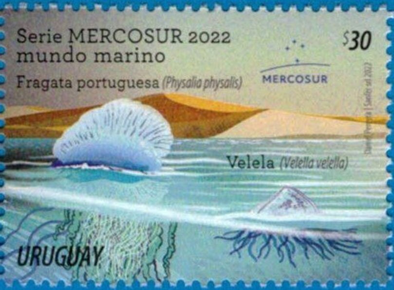 Portuguese Man o'War (Physalia physalis)