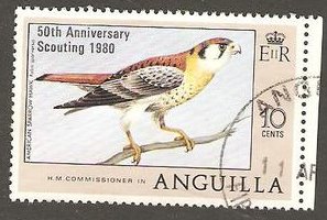American Kestrel (Falco sparverius)