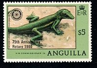 Anguilla Bank Anole (Anolis gingivinus) 