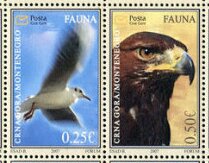 Fauna - Birds