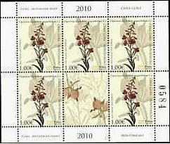Medicinal herbs - Fireweed (Epilobium angustifolium)