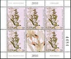 Medicinal herbs - Sage (Salvia officinalis)