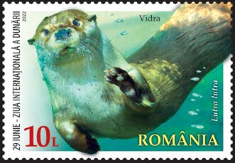 Eurasian Otter (Lutra lutra)