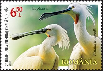 Eurasian Spoonbill (Platalea leucorodia)