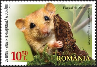 Hazel Doormouse (Muscardinus avellanarius)
