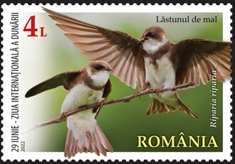 Sand Martin (Riparia riparia)