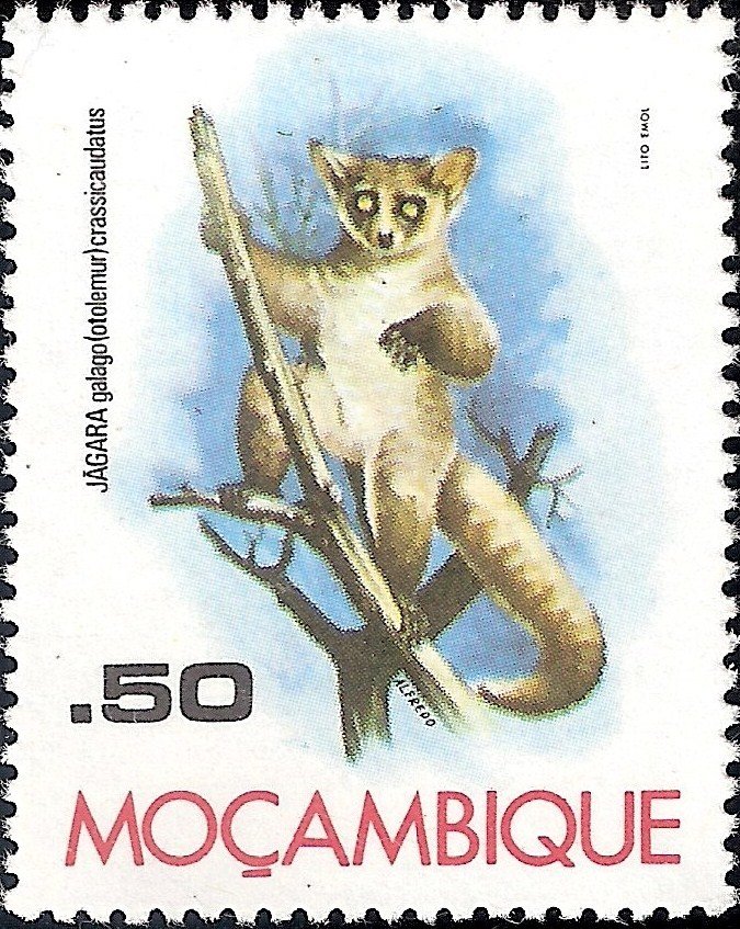 Brown Greater Galago (Otolemur crassicaudatus)