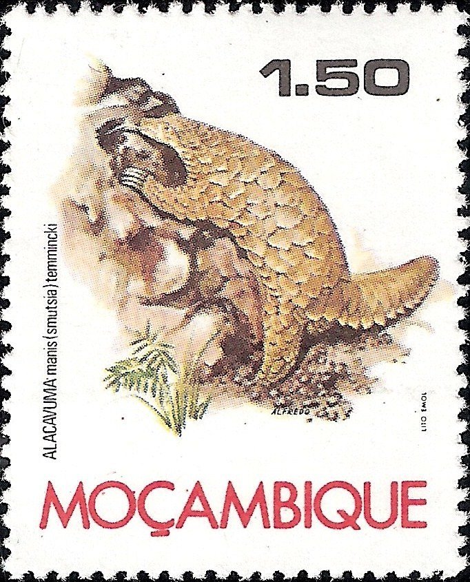 Ground Pangolin (Smutsia temminckii)