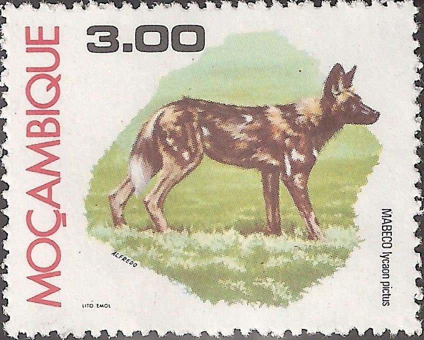 African Wild Dog (Lycaon pictus)