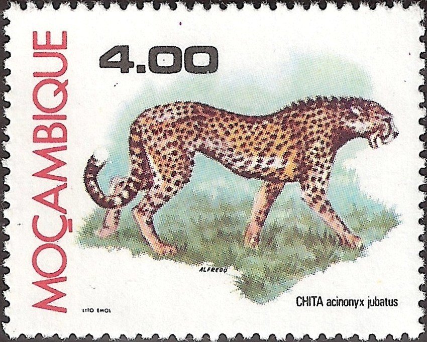 Cheetah (Acinonyx jubatus)