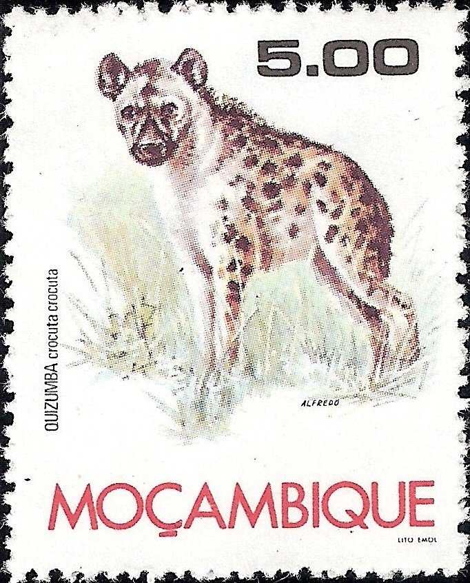 Spotted Hyena (Crocuta crocuta)