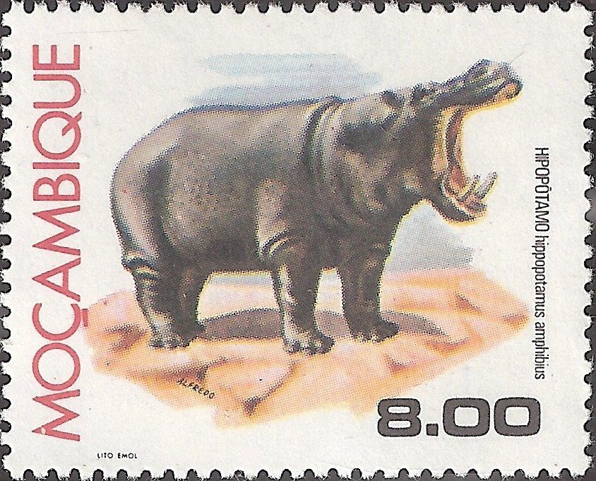 Common Hippopotamus (Hippopotamus amphibius)