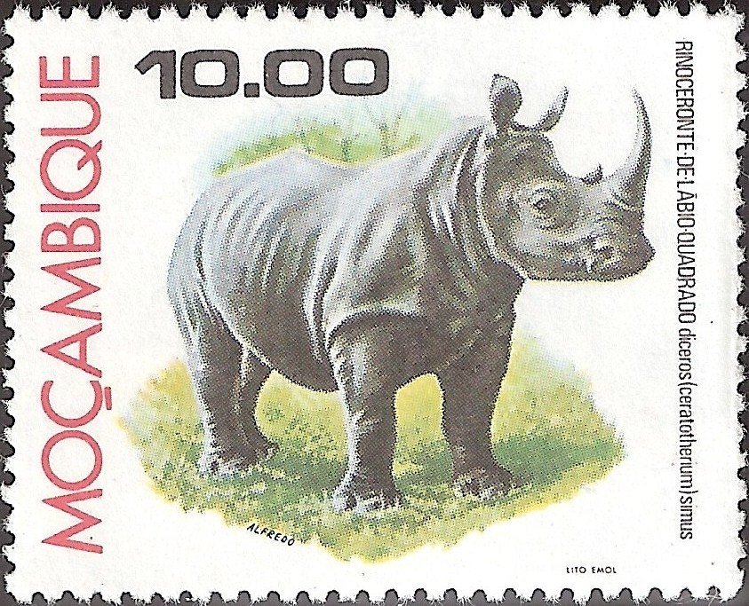 White or Square-lipped Rhinoceros (Ceratotherium simum)