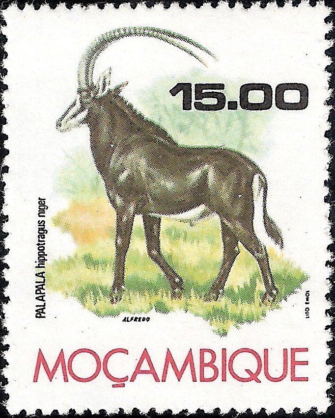 Sable Antelope (Hippotragus niger)