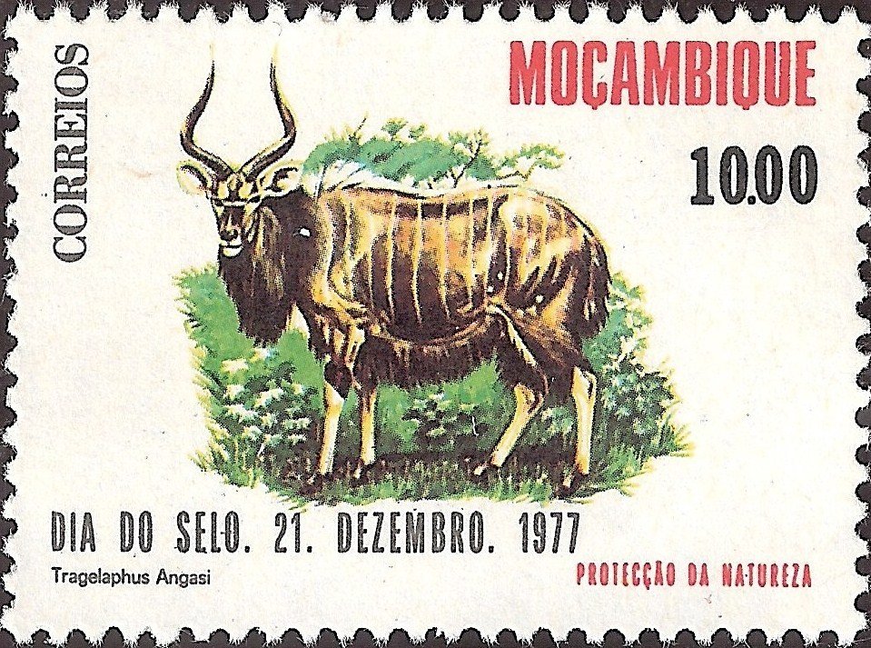 Nyala (Tragelaphus angasii)