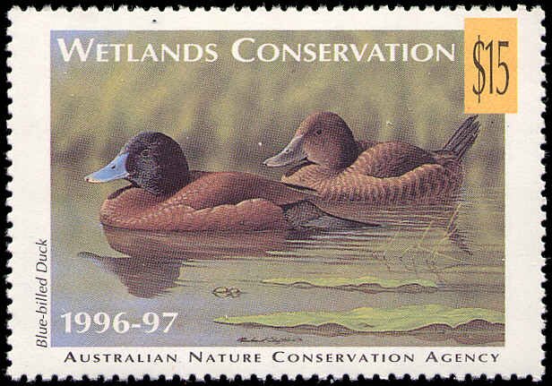 Blue-billed duck (Oxyura australis)