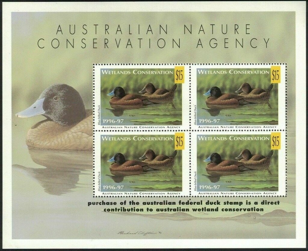 Blue-billed duck (Oxyura australis)