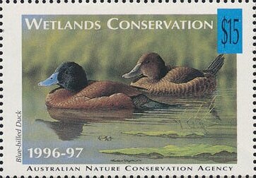 Blue-billed duck (Oxyura australis)