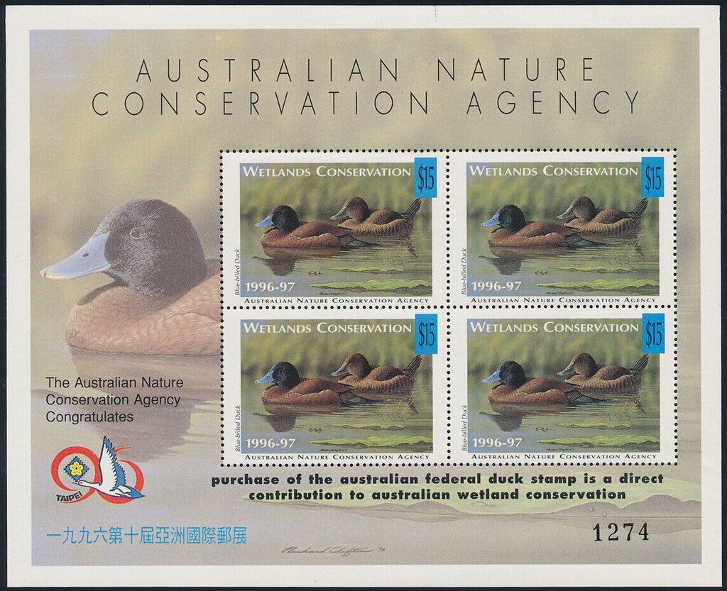 Blue-billed duck (Oxyura australis)